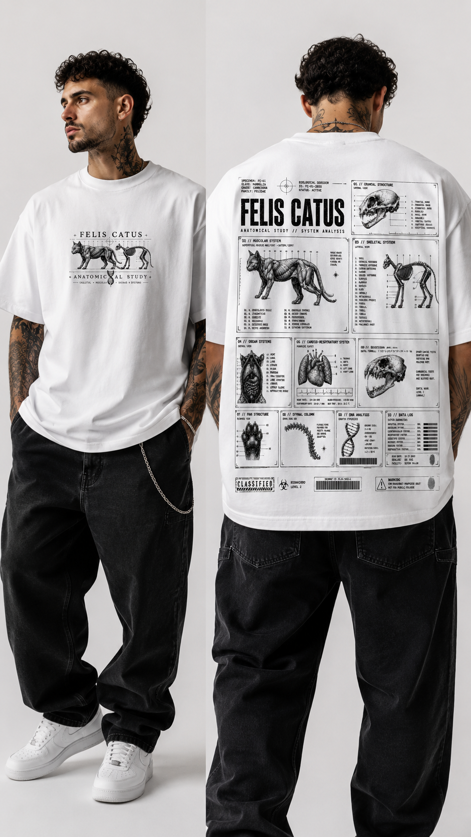 Felis